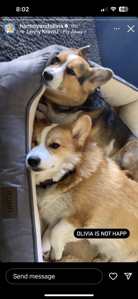 Hammy And Olivia, Corgi Mom, Animal Crafts