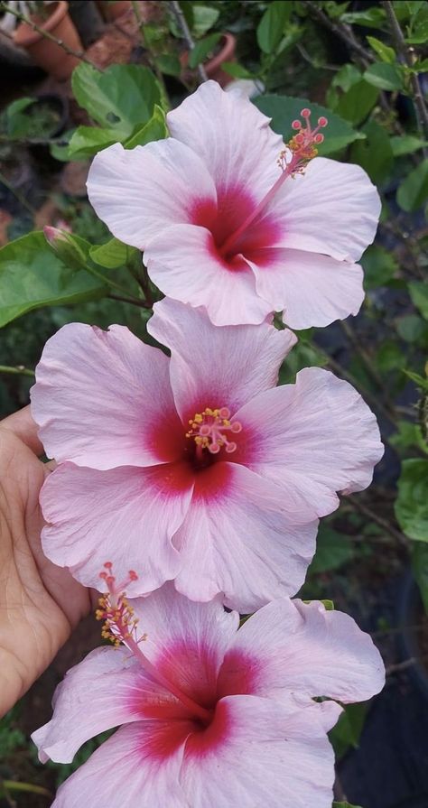 Pretty Hibiscus Flowers, Crazy Flowers, Fav Flower, Pretty Flowers Pictures, Boquette Flowers, Nothing But Flowers, Flower Therapy, Beautiful Bouquet Of Flowers, Pretty Plants