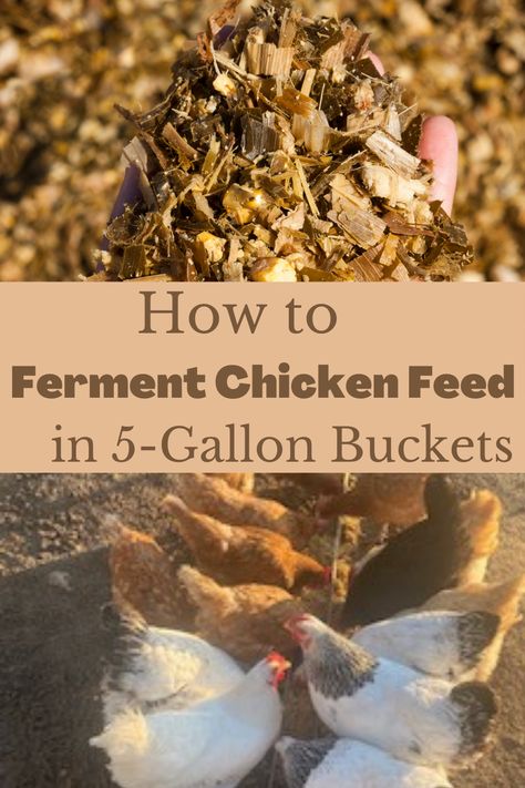 Fermenting your chicken feed is so easy and it there are so many benefits. Not only is it beneficial to your chickens health, it also saves you money on feed. Come read the benefits of fermented feed along with exactly how to do it! All you need is some 5-gallon buckets, chicken feed, and water and you are ready to start! #chickenfeed #fermentedfeed #fermentingchickenfeed Chicken Feed Mash, Fermented Feed For Chickens, Layer Feed For Chickens, Fermenting Chicken Feed How To Make, How To Ferment Chicken Feed, Diy Chicken Layer Feed, Fermented Chicken Feed Feeder, Fermented Chicken Feed How To Make, Fermented Chicken Feed Recipe