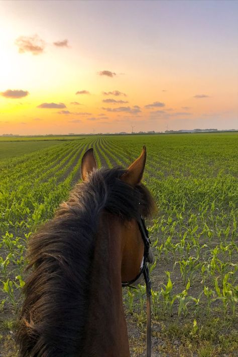 Horse in grain field riding with at the background a sunset, pink sky with clouds. Happy relaxed horse. Aesthetic Horse Riding, Horse Photography Poses, Horse Riding Aesthetic, Summer Hacks, Country Photography, Horse Ears, Horse Riding Equestrian, Two Horses, Horse Aesthetic