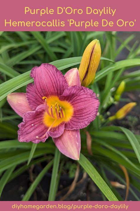 purple d'oro daylily Purple Reign, Vibrant Purple, Perennial Plants, The Purple, Leaf Shapes, Home A, Diy Garden, Perennials, Purple