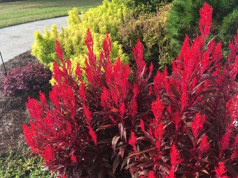 Celosia Plant, Gothic Garden, Dragons Breath, Front Landscaping, Favorite Flowers, Hanging Garden, Flower Beds, Front Yard, Landscaping