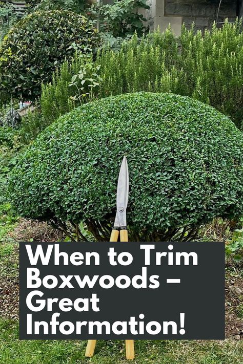 Trim Your Boxwoods Like a Pro: Get Great Information on When to Trim Boxwoods for Optimal Growth and Shape. Timing is key when it comes to pruning your Boxwoods, and we're here to provide you with all the details. Learn about the best time of year to trim, considering factors like plant health and growth patterns. Discover the benefits of strategic pruning, from promoting denser foliage to maintaining a tidy appearance. IG Photo by: mcbeacham_ldscpgardener Boxwood Balls Landscaping, Types Of Boxwood Shrubs, Boxwoods In Pots, Small Formal Gardens Boxwood Hedge, Boxwood Landscaping Ideas, Trim Boxwood Shrubs, When To Trim Boxwoods Shrubs, Pruning Boxwood Shrubs, The Potted Boxwood