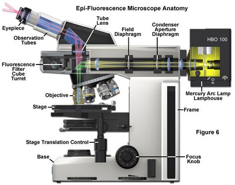 ZEISS Microscopy Online Campus | Microscopy Basics | Fluorescence Microscopy Fluorescence Microscopy, Microscope Parts, Medical Device Design, Handwriting Analysis, Electronic Circuit Design, Electronic Circuit, Old Lamps, Egyptian History, Devices Design