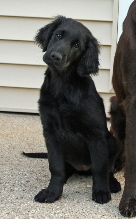 what a cutie- looks like a golden retriever- only black.. Black Golden Retriever, Puppy Dog Pictures, Black Dogs, Flat Coated Retriever, Click Photo, Retriever Puppy, Puppy Dogs, Retriever Dog, Black Dog