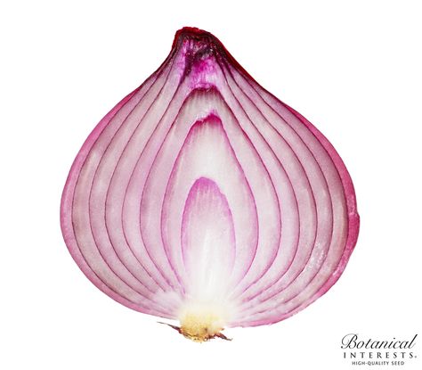 Did you know?: An onion bulb is not a root but rather an underground stem made up of modified leaves. The number of above ground leaves is equal to the number of leaves in the bulb or onion rings. Junk Foods, Vegetable Quinoa, Onion Bulbs, Delicious Soup Recipes, Fiber Rich Foods, Seed Catalogs, Vegetable Seeds, The Onion, Good Sources Of Protein