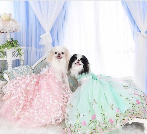 Quinceañera Photoshoot, Quinceañera Photoshoot Ideas, Pet Clothes Patterns, Dog Fashion Clothes, Dog Wedding Attire, Dog Wedding Dress, Quinceanera Photoshoot, Dog Outfits, Funny Cat Wallpaper