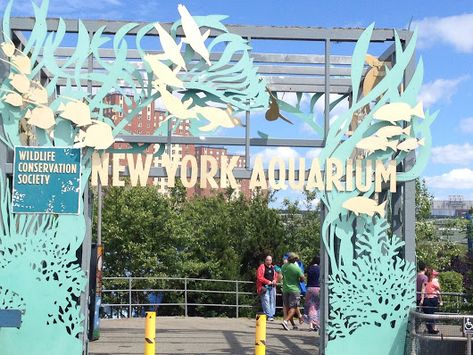 #NewYorkAquarium #ConeyIsland #NYC #Brooklyn #WildLife #GloverReef #Conserva... Public Aquarium, Symphony Of The Seas, Bronx Zoo, London Zoo, Fish House, Free Beach, Wildlife Conservation, Coney Island, Great Places