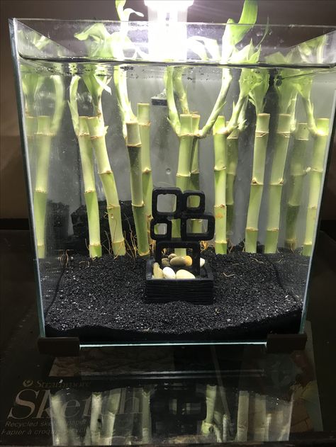 Bamboo Fish Tank, Bamboo In Aquarium, Buddah Theme Fish Tank, Bamboo Backdrop, Lucky Bamboo Fish Tank, Sorority Tank Betta, Lucky Bamboo Aquascape, Aquarium Heater, Fish Tank Themes