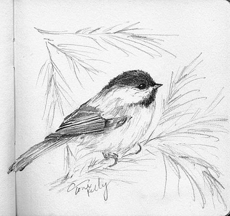 Chickadee Sketch, Chickadee Tattoo, Drawing Bird, Pine Leaves, Eagle Drawing, Bird Sketch, Chickadees, Birdwatching, Bird Drawings