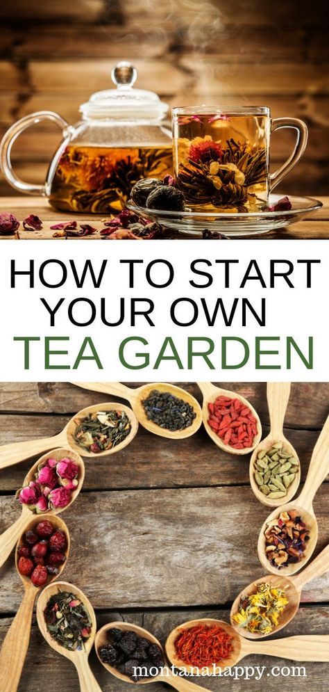 Herbal Tea Garden, Books And Tea, Tea Herbs, Herbal Teas Recipes, Herb Gardens, Tea Garden, Growing Herbs, Veggie Garden, Medicinal Herbs