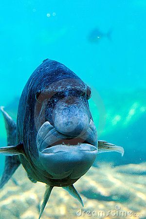 Fish looks like human face Napoleon Wrasse, Creature Marine, Angry Animals, Fauna Marina, Water Creatures, Life Under The Sea, Beautiful Sea Creatures, Water Animals, Underwater Creatures