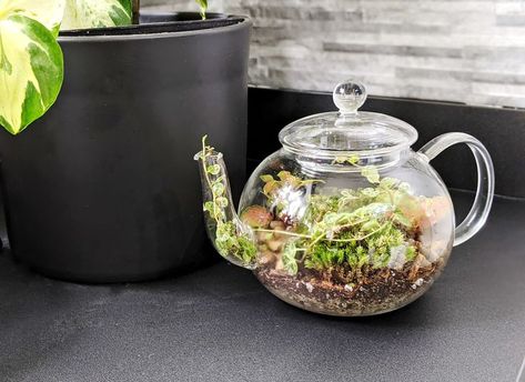 String Of Turtles, Unique Terrarium, Bottle Terrarium, Succulent Garden Diy, Bottle Garden, Terrariums Kits, Terrarium Diy, Garden Terrarium, Terrarium Plants