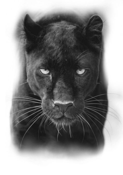 Black Panther Realism Tattoo, Black Pantha Tattoo Women, Half Panther Face Tattoo, Black Panther Chest Tattoo, Panther Realism Tattoo, Feminine Panther Tattoo For Women, Black Panther Face Tattoo, Panter Tattoo Men, Panther Tattoo Men