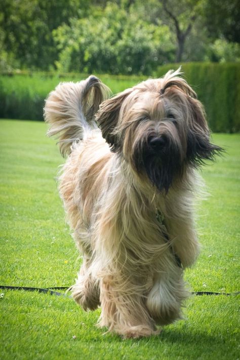 Briard Dog, Tibet Terrier, Loyal Dog Breeds, Beautiful Dog Breeds, Huge Dogs, Crazy Dog Lady, Hypoallergenic Dogs, Dog List, Purebred Dogs