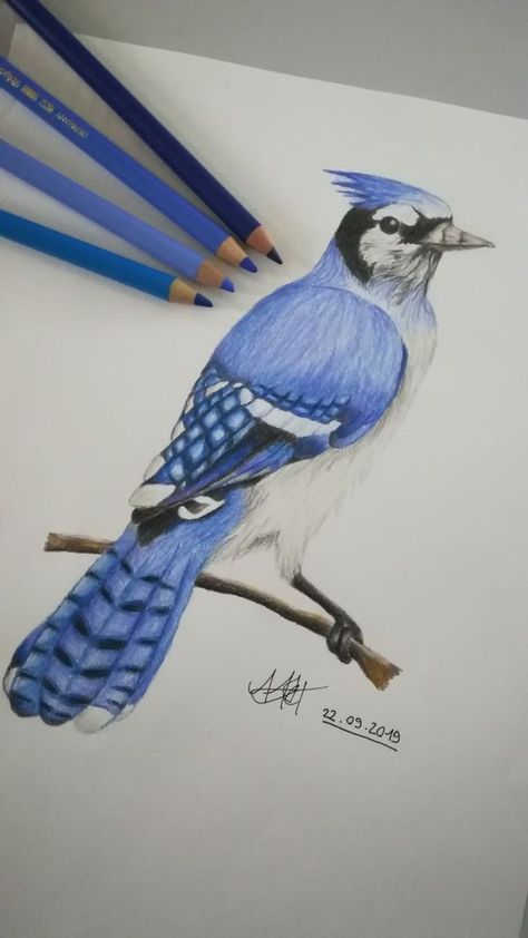 Easy Colouring Drawings, Colour Pencils Drawing Ideas, Art With Color Pencil, Bird Color Pencil Drawing, Shading Pencil Drawings, Art Sketches Colored Pencils, Cool Colors Drawing, Colour Sketches Drawing, Colored Pencil Drawings Easy