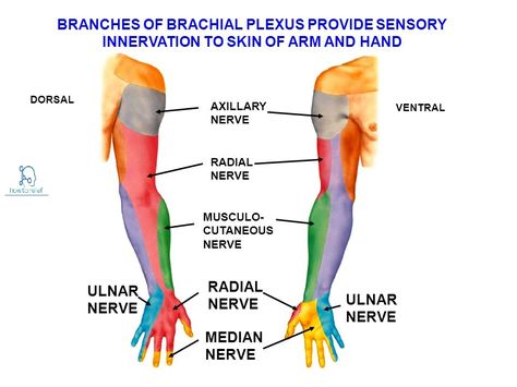 Median Nerve:Course,Motor,Sensory & Common Injuries Carpal Tunnel Relief Exercises, Upper Limb Anatomy, Carpal Tunnel Surgery, Nerve Anatomy, Carpal Tunnel Relief, Cranial Nerves Mnemonic, Shoulder Pain Exercises, Radial Nerve, Ulnar Nerve