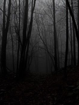 Woods Dark, Scary Woods, Creepy Woods, Lost Forest, Dead Forest, Haunted Woods, Wood Path, Scary Backgrounds, Dark Forest Aesthetic