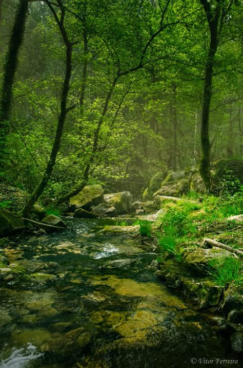 Peaceful Places, Walk In The Woods, Into The Woods, Magical Places, Pretty Places, Enchanted Forest, Lush Green, Nature Pictures, Nature Beauty