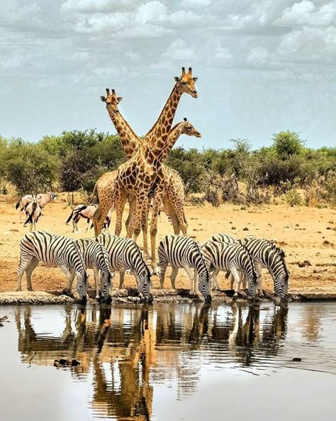 African Animals Photography, South African Animals, National Geographic Animals, Etosha National Park, Animals Of Africa, Africa Trip, Africa Tour, Wild Animals Pictures, Africa Safari