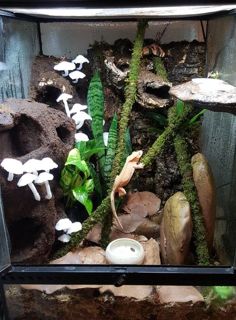 Terrarium Background Diy, Crested Gecko Terrarium, Leopard Gecko Diy, Crested Gecko Vivarium, Crested Gecko Habitat, Gecko Cage, Crested Gecko Care, Gecko Enclosure, Gecko Vivarium