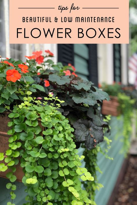 Flower Boxes Outside Decks, Flower Beds In Front Of House With Pots, How To Plant In Planter Boxes, Best Flowers For Flower Boxes, Low Maintenance Window Boxes, Low Maintenance Plants Outdoor Planters, Easy Flower Boxes, Shade Flower Boxes, Low Maintenance Potted Plants Patio