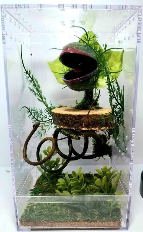 Bug Enclosure, Spider Enclosure Ideas, Diy Jumping Spider Hide, Jumping Spider Enclosure Ideas, Jumping Spider Enclosure Decor, Regal Jumping Spider Enclosure, Jumping Spider Enclosure, Jumping Spider Terrarium, Spider House