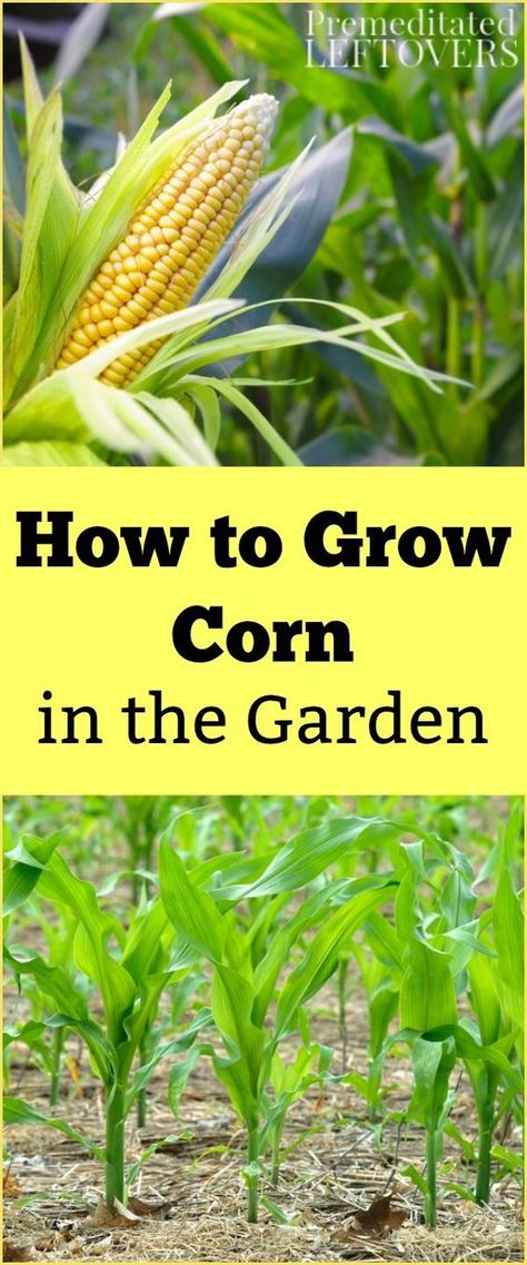 Want to learn how to Grow Corn in your vegetable garden? Use these gardening tips for Growing Corn, including how to plant corn seeds, how to care for corn seedlings, and how to harvest corn. How To Plant Corn, Growing Sweet Corn, Grow Corn, Gemüseanbau In Kübeln, Compost Container, Harvest Corn, Growing Corn, Corn Seed, Corn Plant