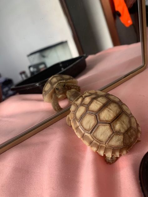 Cute Animal Pfp, Pet Tortoise, Funny Animal Pics, Animal Pfp, Funny Animal Art, Cute Tortoise, Tortoise Habitat, Baby Tortoise, Turtle Habitat