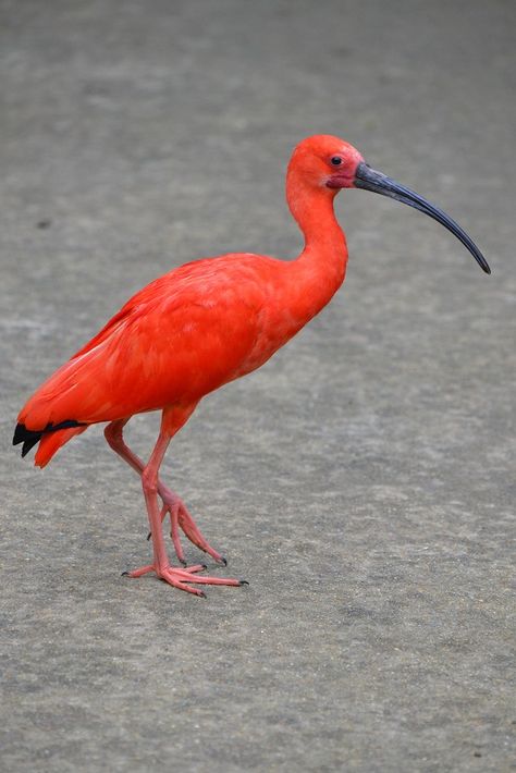 Manatees, Nature, Ibis Illustration, Red Ibis, Scarlet Ibis, Charleston Art, Photo Animaliere, Tropical Animals, Gourds Crafts