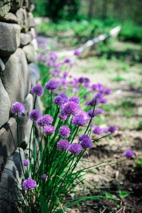 How to Use Edible Chive Blossoms - Fare Isle Chive Flowers Recipe, Candied Violets, Chive Flowers, Chives Plant, Chive Flower, Chive Blossom, Wild Violets, Finishing Salt, Vegan Candies