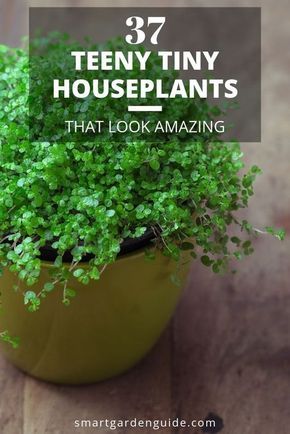 Plants For Small Spaces, Planet Decor, Small Houseplants, Small House Plants, Small Indoor Plants, Household Plants, Inside Plants, Smart Garden, Best Indoor Plants