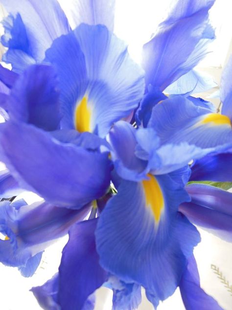 Irises were named after the goddess of the rainbow, reflecting the array of vibrant colours these gorgeous flowers comes in. Species such as sweet, German and Florentine iris are the ones used to obtain a white, waxy solid or orris "butter" aromatic, via steam distillation of the powdered roots. The roots have to be processed, dried and stored for 3 years for their woody, violet-like scent to develop, which is why orris is one of the most expensive botanical raw materials available. Orris Root, Violet Flowers, Steam Distillation, Gorgeous Flowers, Light Lavender, Violet Flower, Iris Flowers, Irises, The Roots