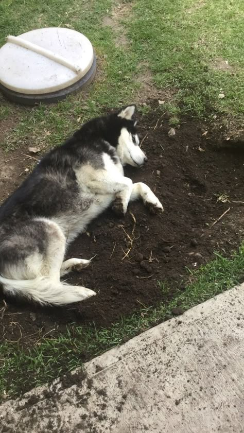 Cute Husky Puppies, Pictures With Horses, Husky Funny, Really Cute Puppies, Cute Husky, Snap Chat, Shadow Photos, Boy Best Friend, Best Friends Shoot