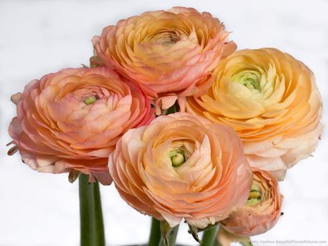 Peach Ranunculus | Patty Hankins ... Ranunculus Bridal Bouquet, Ranunculus Painting, Ranunculus Centerpiece, Ranunculus Wedding Bouquet, Ranunculus Arrangement, Ranunculus Garden, Ranunculus Boutonniere, Ranunculus Wedding, Peach Ranunculus