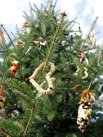 Easy project for making colorful and edible decorations for your winter evergreen trees.  Lucky birds!  Hollow out oranges, string cereal and berries and mold tiny birdseed rings. Outdoor Xmas Tree, Winter Bird Feeders, Diy Outdoor Christmas Decorations, Outdoor Christmas Tree Decorations, Bird Seed Ornaments, Edible Decorations, Flea Market Gardening, Outdoor Christmas Tree, Outdoor Trees