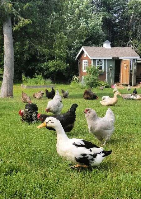 5 Tips for Safer Free Range for Backyard Chickens and Ducks - Fresh Eggs Daily® Ducks And Chickens, Chickens And Ducks, Ducks And Geese, Backyard Ducks, Chicken Flock, Duck Coop, Duck Farming, Chicken Keeping, Chicken Tractor