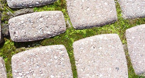 How to Grow Moss Between Pavers | Unilock Moss Between Stepping Stones, Moss Between Flagstone, How To Grow Moss On Concrete, Pavers And Moss Patio, Growing Moss Between Pavers, Irish Moss Between Pavers, What To Plant Between Pavers, How To Grow Moss Between Pavers, Moss Between Pavers