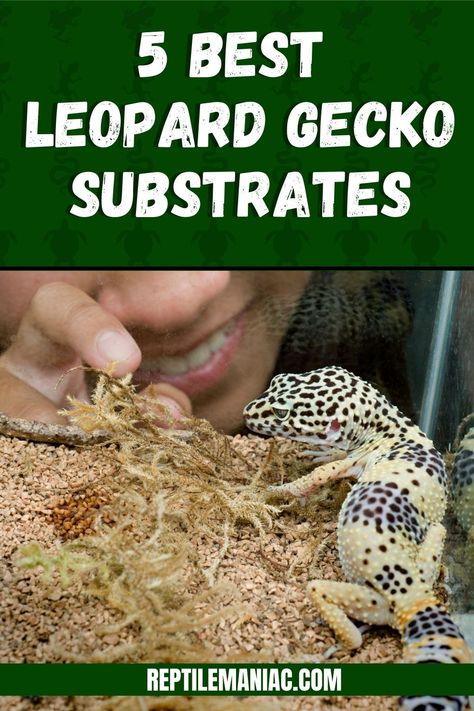 Learn the 5 best leopard gecko substrates and 3 you should avoid! Leapord Gecko Habitat Ideas Diy, Leopard Gecko Safe Plants, Leopard Gecko Substrate, Leapord Gecko Habitat, Leopard Gecko Feeding Schedule, Leopard Geckos Habitat Ideas, Leopard Gecko Bioactive, Leopard Gecko Habitat Ideas, Leopard Gecko Enclosure Ideas