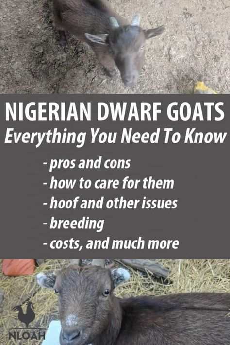 Nigerian dwarf goats are not only excellent for newbies, they offer the best of everything: great food and milk, and a great personality. #goats #livestock #homesteading Nigerian Goats, Goat Feeder, Goat Playground, Miniature Goats, Keeping Goats, Goat Shelter, Goat Pen, Mini Goats, Female Goat