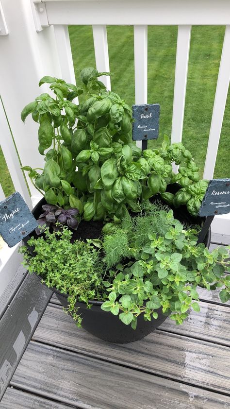 herb planter, basil, dill, oregano, summer gardening Small Herb Garden Balcony, Herb Garden In Front Of House, Fresh Herb Garden, Front Herb Garden, Herb Garden Side Of House, Planter Herb Garden, Small Pot Garden Ideas, Herbs Balcony Ideas, Herb Garden Pots Ideas