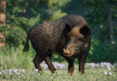 The Wild Boar (Sus scrofa) is a large Eurasian ungulate featured in the Eurasia Animal Pack DLC for Planet Zoo. Population In Wild: Unknown The wild boar (or Sus scrofa), also known as the Eurasian wild pig, is a pig native throughout the temperate regions of Eurasia, as well as Mediterranean Northern Africa, Asian deserts and shrublands, and tropical rainforests and grasslands of Southeast Asia. It has also been introduced to North and South America and Oceania. Due to its wide distribution ... Boar Aesthetic, Boar Animal, Wild Boar Piglet, Melanie Dickerson, Pig Aesthetic, Revenge Art, Boar Tattoo, Aesthetic Wildlife, Asian Deserts