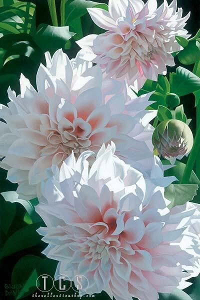 https://www.thecollectionshop.com/Image_Resize_Detail_Image.asp?MiscImage=CEA371 Unusual Trees, Brian Davis, Pink Dahlias, Gladioli, Dahlia Flower, Kew Gardens, Exotic Flowers, Flower Beauty, Beautiful Blooms