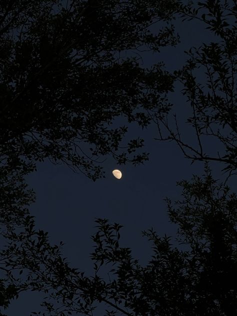 moon trees nature beautiful photography leaves tree summer trending 2023 pretty for you explore page sky space Moon And Trees, Trending 2023, Moon Images, Trees Nature, Phone Layout, Image Downloads, Nature Beautiful, Pictures To Paint, Beautiful Photography