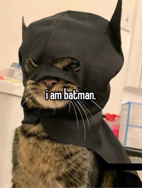 Batman Meme, Batman Love, Funny Looking Cats, Funny Beach, Batman Pictures, Bat Man, I Am Batman, Rich And Famous, Batman And Catwoman