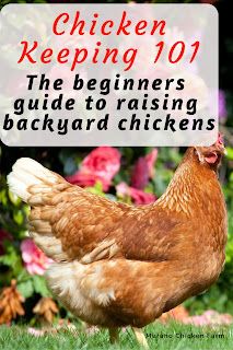 Garden Chickens, What To Feed Chickens, Yard Chickens, Feed Chickens, Urban Homestead, Raising Chicks, Backyard Chicken Farming, Homestead Ideas, Chicken Farming