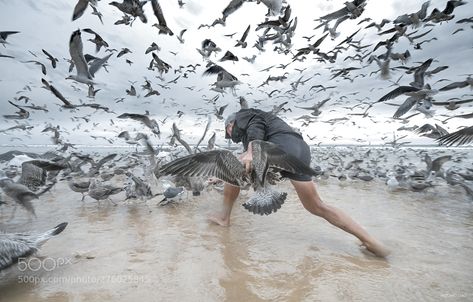 birds attack A break at work to play with the gulls. Fisherman of "arte xávega" - Costa de Caparica Bird Attacking, Biting People, Bird Attack, Ww1 Art, Santa Cruz California, Falling From The Sky, Backyard Birds, Alfred Hitchcock, The Birds