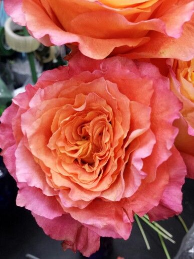 Rose Free Spirit Free Spirit Roses, Free Spirit Rose, Flower Variety, Gertrude Jekyll, Floral Designs Arrangements, Floral Design Business, Peach Wedding Flowers, E Flowers, Flower Identification