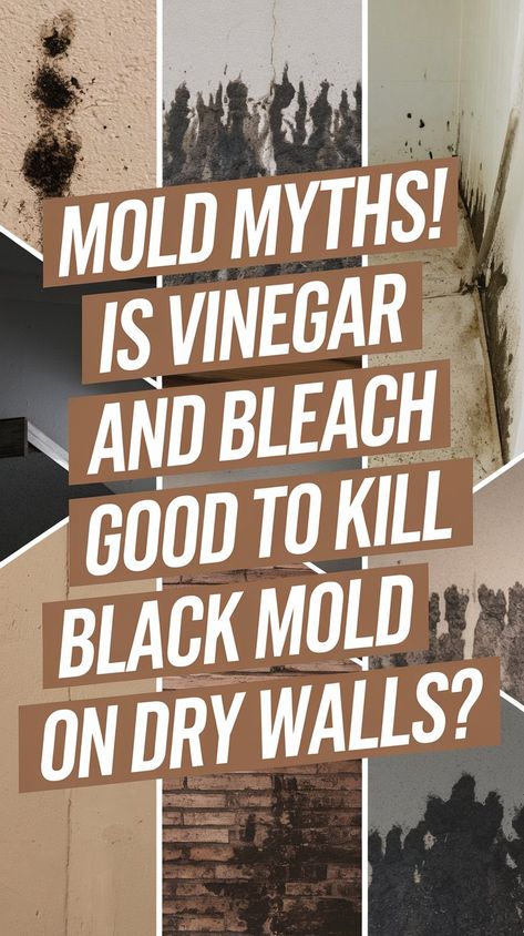 Mold Myths! Is Vinegar And Bleach Good To Kill Black Mold On Dry Walls? - 101CleaningTips.net How To Get Rid Of Black Mold In Bathroom, How To Clean Mold Naturally, Mold Remover Bathroom Walls, Clean Mold Off Walls, How To Get Rid Of Black Mold, Natural Mold Remover Bathroom, Cleaning Mold Off Walls, Natural Mold Killer, How To Remove Mold From Bathroom Ceiling