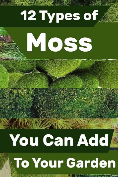 Shaded Garden, Moss Lawn, Types Of Moss, Growing Moss, Moss Plant, Moss Garden, Alam Yang Indah, Shade Garden, Growing Plants